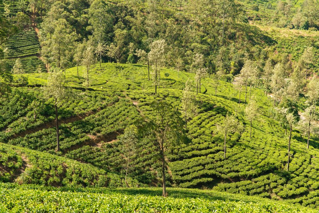 Découvrir l'Inde et le Sri Lanka lors d'un voyage combiné